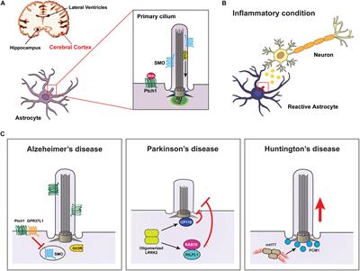 Primary Cilia in Glial Cells: An Oasis in the Journey to Overcoming Neurodegenerative Diseases